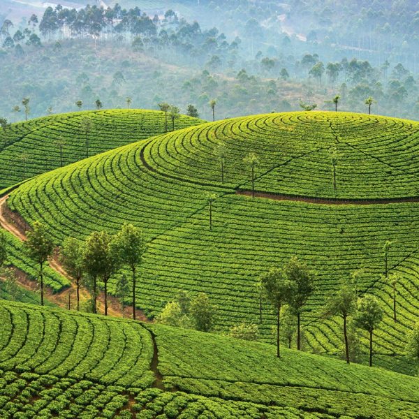 Exotic Kerala Tour - Coconut Holiday Of India